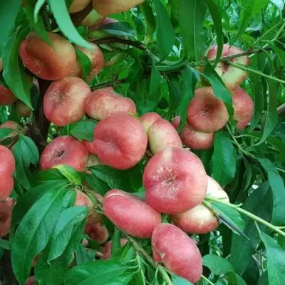 Нектарин КОНЦЕТТИНА в Волковыске