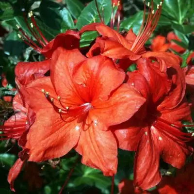 Азалия ДОЛОРОСО листопадная в Волковыске