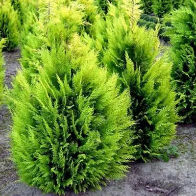 Кипарисовик ИВОНЕ лавсана в Волковыске