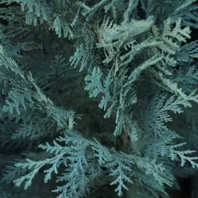 Кипарисовик ВАН ПЕЛЬТС БЛЮ лавсона в Волковыске