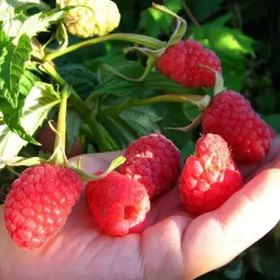 Малина ГОРДОСТЬ РОССИИ в Волковыске