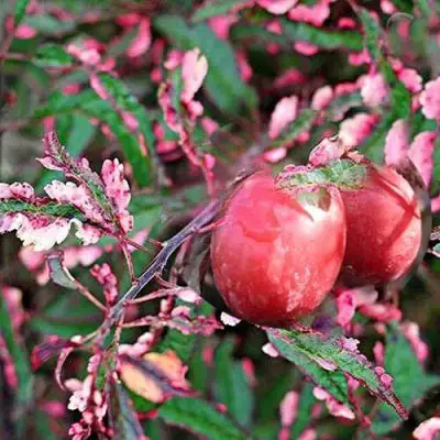 Слива ХЕССЕЙ декоративная в Волковыске