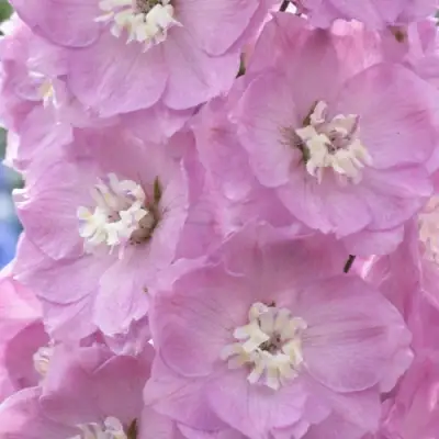 Дельфиниум ПЕТТИКОУТ гибридный в Волковыске