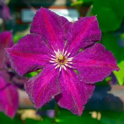 Клематис ГРЮНВАЛЬД в Волковыске