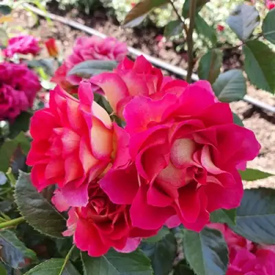 Роза БРЕРА флорибунда в Волковыске