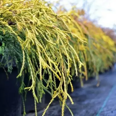 Кипарисовик ВАВЕЛ горохоплодный в Волковыске