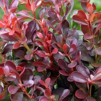 Барбарис АТРОПУРПУРЕА НАНА тунберга в Волковыске