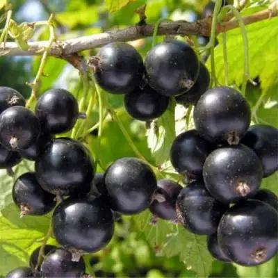 Смородина черная ОРЛОВСКИЙ ВАЛЬС в Волковыске