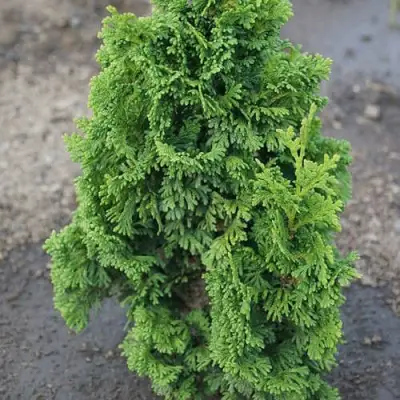 Туя ЗМАТЛИК западная в Волковыске