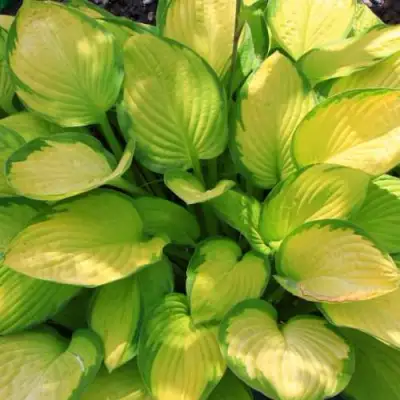 Хоста ГОЛД СТАНДАРТ Форчуна в Волковыске