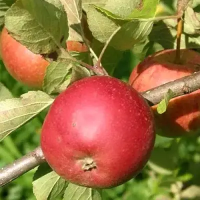 Яблоня ПОСПЕХ в Волковыске