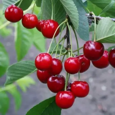 Вишня ЗАРАНКА в Волковыске