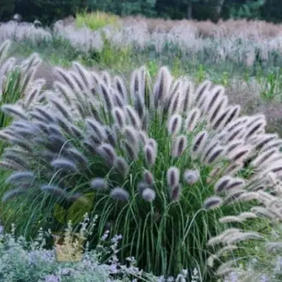 Пеннисетум БЛЭК БЬЮТИ в Волковыске