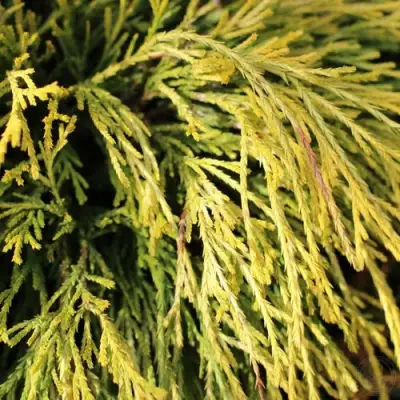 Кипарисовик ГОЛДЕН МОП горохоплодный в Волковыске