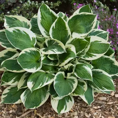 Хоста КАРИН гибридная в Волковыске