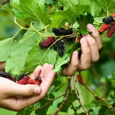 Шелковица ГАЛИЦИЯ в Волковыске