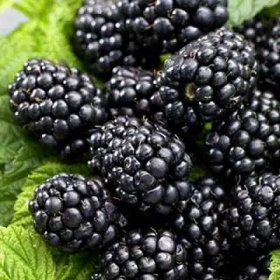 Ежевика БЖЕЗИНА бесшипная  в Волковыске