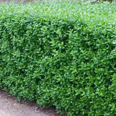 Бирючина обыкновенная АТРОВИРЕНС в Волковыске