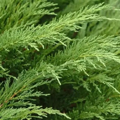 Можжевельник ТАМАРИСЦИФОЛИЯ казацкий  в Волковыске