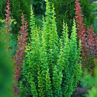 Барбарис ЭРЕКТА тунберга в Волковыске