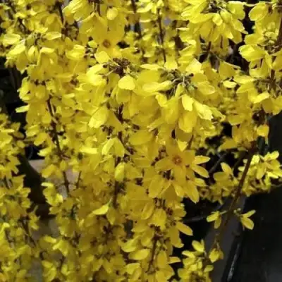 Форзиция ГОЛДРАУШ в Волковыске