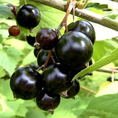 Смородина чёрная ШАРОВИДНАЯ в Волковыске