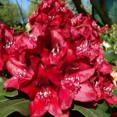 Рододендрон МАТАДОР в Волковыске