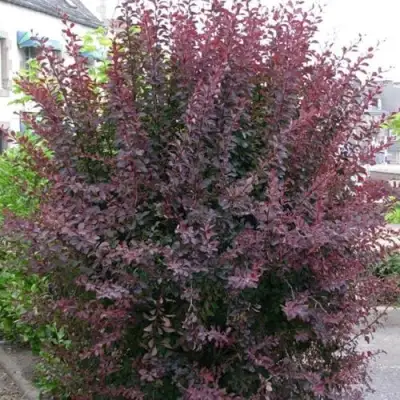 Барбарис АТРОПУРПУРЕА тунберга в Волковыске