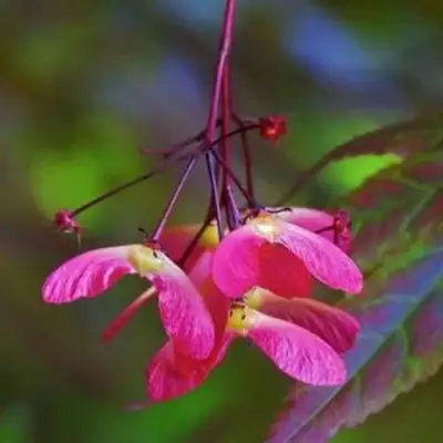 Клен пальмолистный в Волковыске