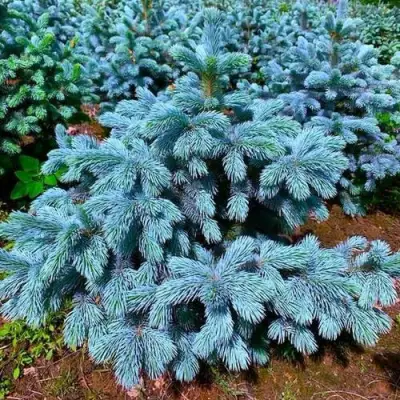 Ель СУПЕР БЛЮ СИДЛИНГ колючая в Волковыске