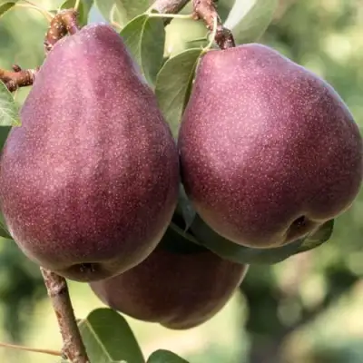 груша Бураковка