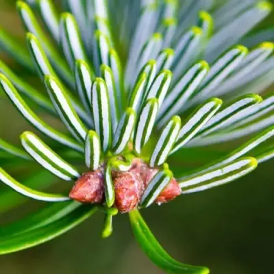 Пихта белая в Волковыске