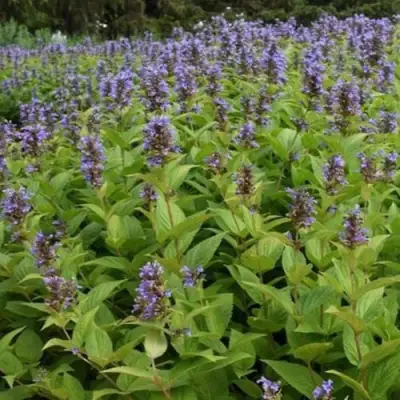 Котовник БЛЮ ДРИМС полусидячий в Волковыске
