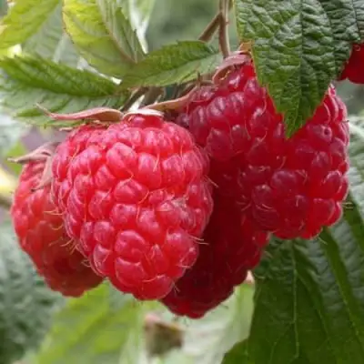 Малина ГЕРАКЛ в Волковыске