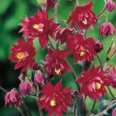 Аквилегия РУБИ ПОРТ обыкновенная в Волковыске