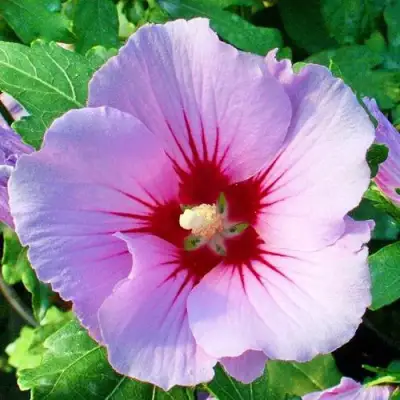 Гибискус ПИНК ФЛИРТ сирийский в Волковыске