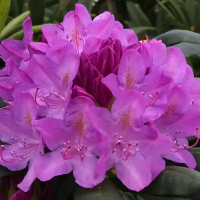 Рододендрон РОЗЕУМ ЭЛЕГАНС в Волковыске