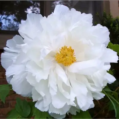 Пион БЕЛЫЙ НЕФРИТ древовидный в Волковыске