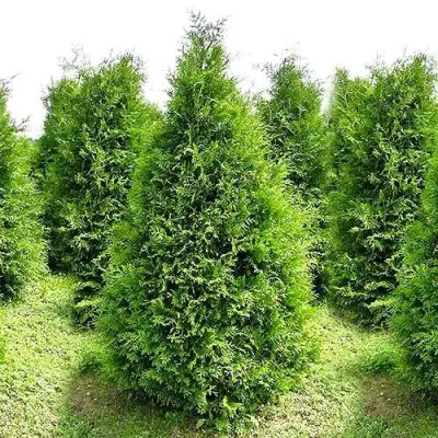 Туя БРАБАНТ западная в Волковыске