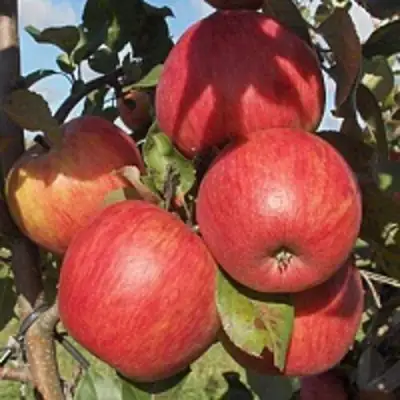 Яблоня ПЕРСИКОВАЯ в Волковыске