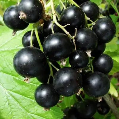 Смородина чёрная ЭКЗОТИКА в Волковыске