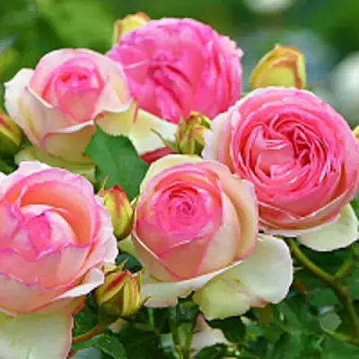 Роза ПЬЕР ДЕ РОНСАР плетистая в Волковыске