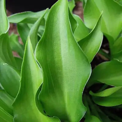 Хоста ГАРРИ ВАН ТРИЕР в Волковыске