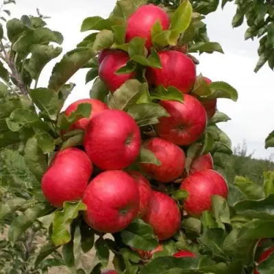 Яблоня ТРАЙДЕНТ колонновидная в Волковыске