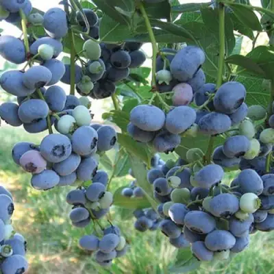 Голубика ЛИБЕРТИ в Волковыске