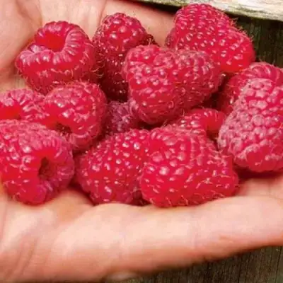 Малина ДЖОАН ДЖИ (ДЖОАН ДЖЕЙ) в Волковыске