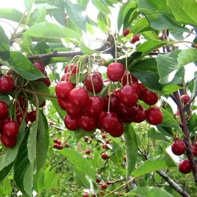 Вишня ТУРГЕНЕВКА в Волковыске