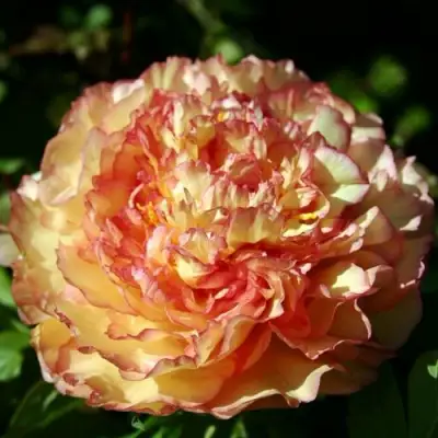 Пион ЗОЛОТАЯ РОССЫПЬ древовидный в Волковыске