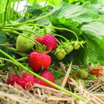 Клубника ЭЛЬСАНТА в Волковыске