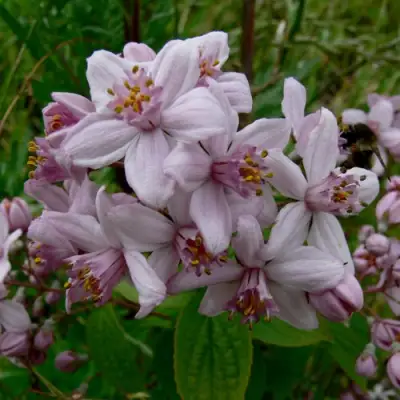 Дейция МОУНТ РОУЗ в Волковыске